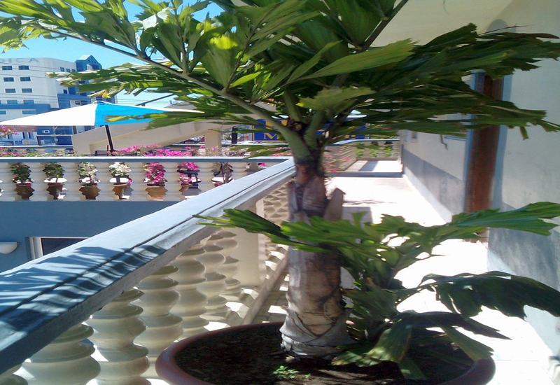 Hotel Mazatlán Eksteriør bilde